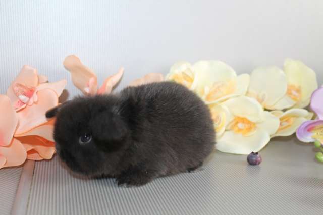 Продажа карликовых крольчат (MiniLop)