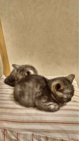 Котята британской кошки в хорошие руки Котята британской кошки в хорошие руки