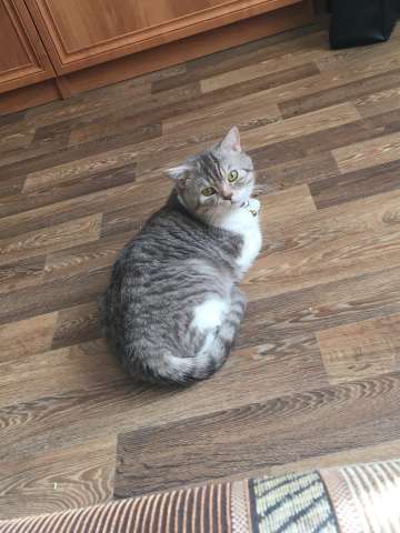 Котик ищет невесту! Котик ищет невесту!