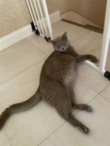 Отдам котят бесплатно в хорошие руки Отдам котят бесплатно в хорошие руки