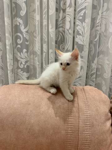котята котята