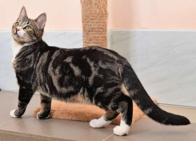 Кошка Даша в добрые руки Кошка Даша в добрые руки