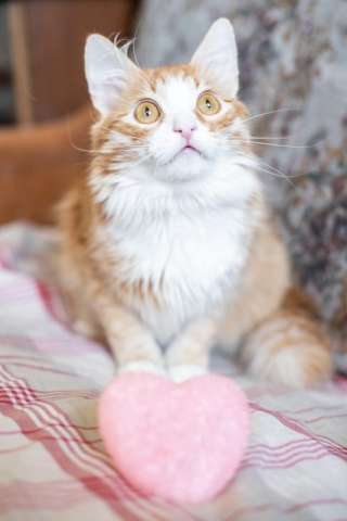 кот Лис кот Лис