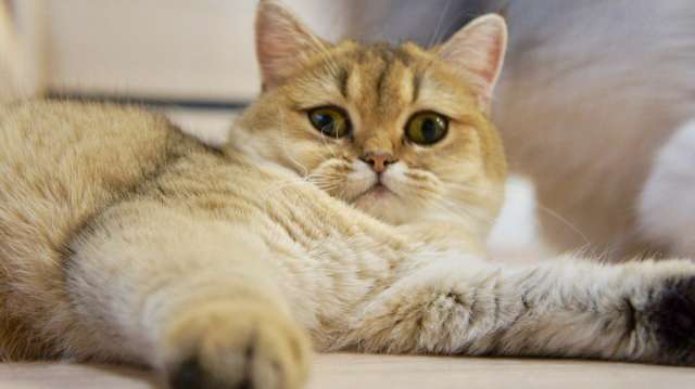 Продам британскую кошку золотого окраса 7мес. Продам британскую кошку золотого окраса 7мес.