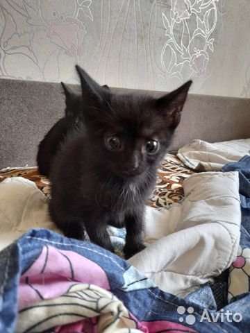 Котята даром