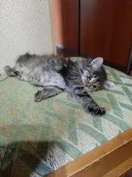 Отдам котенка в добрые руки Отдам котенка в добрые руки