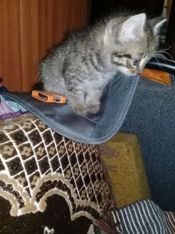 Отдам котенка в добрые руки Отдам котенка в добрые руки