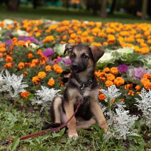 Щенок в дар Щенок в дар