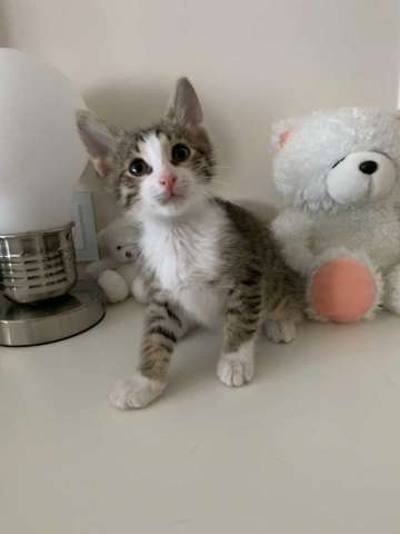 Котята ищут дом Котята ищут дом