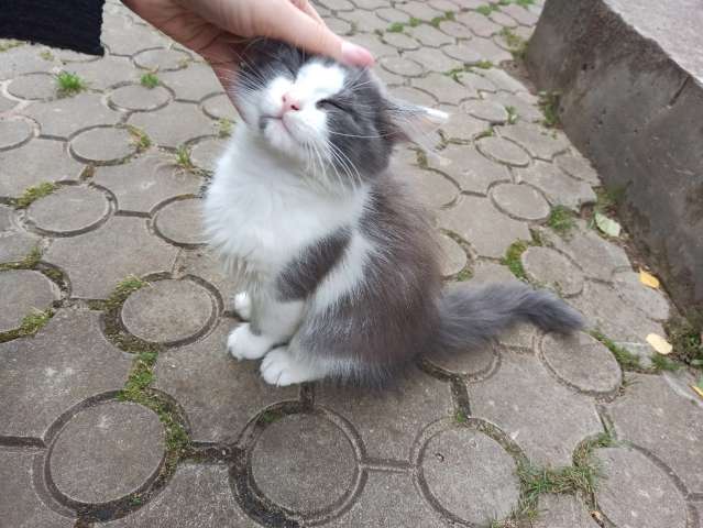 Котята в добрые руки Котята в добрые руки