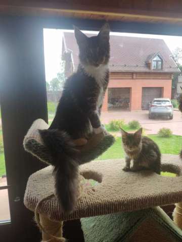 Котята Мейн-кун Котята Мейн-кун