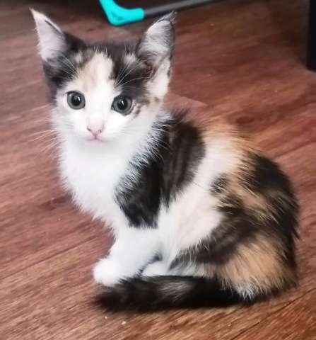 Котята даром в хорошие руки Котята даром в хорошие руки