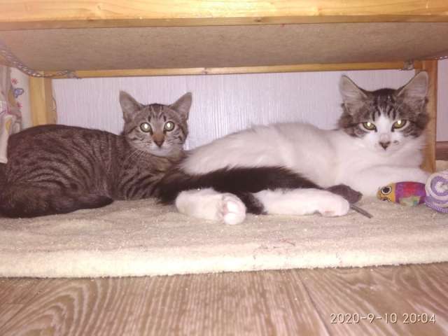 Котята Маргоша и Рыся - в хорошие руки 4,5 мес Котята Маргоша и Рыся - в хорошие руки 4,5 мес