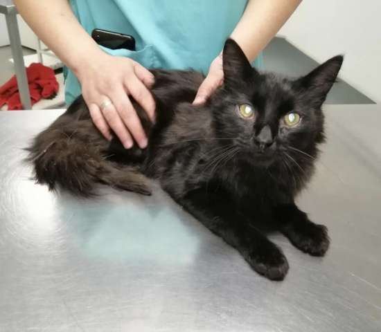 Отдам чудом спасённого доброго кота Отдам чудом спасённого доброго кота