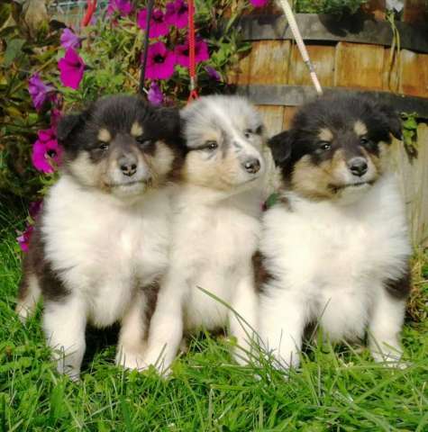 Щенки колли Щенки колли