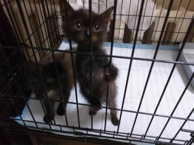 Спасите котёнка! Спасите котёнка!
