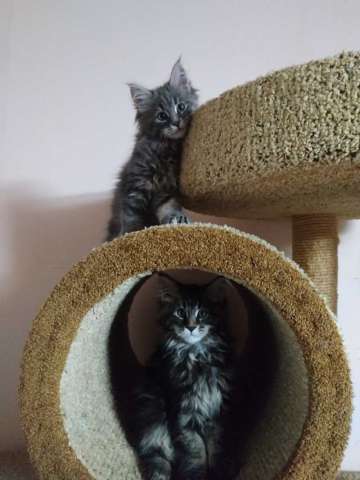 Котята мейн кунов Котята мейн кунов
