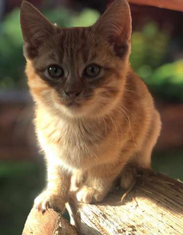 Отдаю котят в добрые руки Отдаю котят в добрые руки