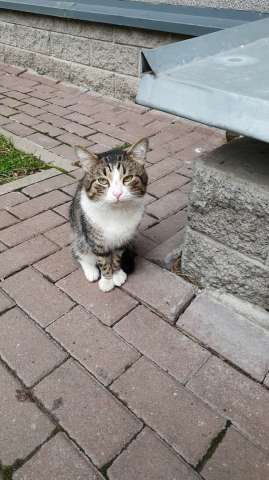 Кот в добрые руки Кот в добрые руки