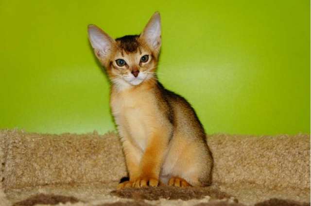 Абиссинские котята Абиссинские котята