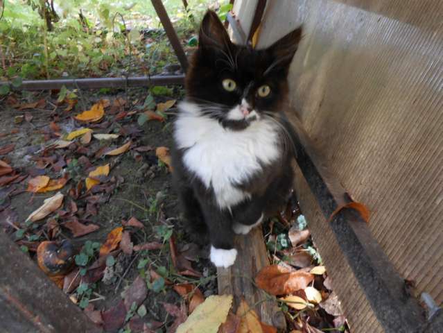 Котята ищут дом Котята ищут дом