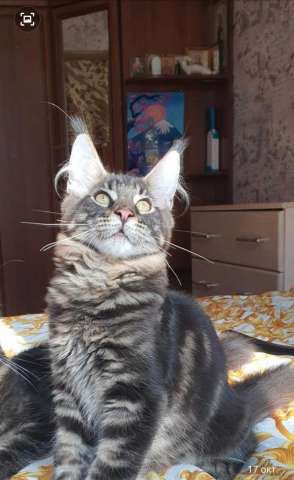 Котик мейн кун Котик мейн кун