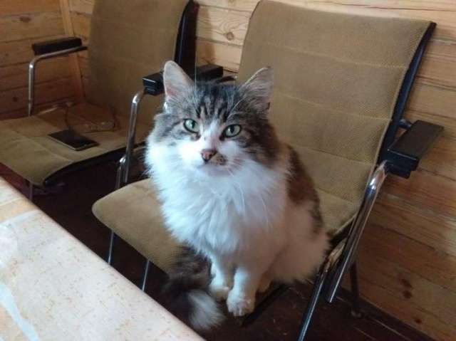 Симпатичный котик ищет дом Симпатичный котик ищет дом