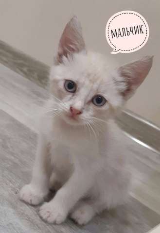 Котята