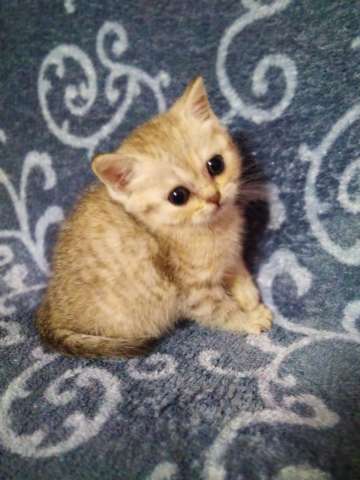 Шотландские котята Шотландские котята
