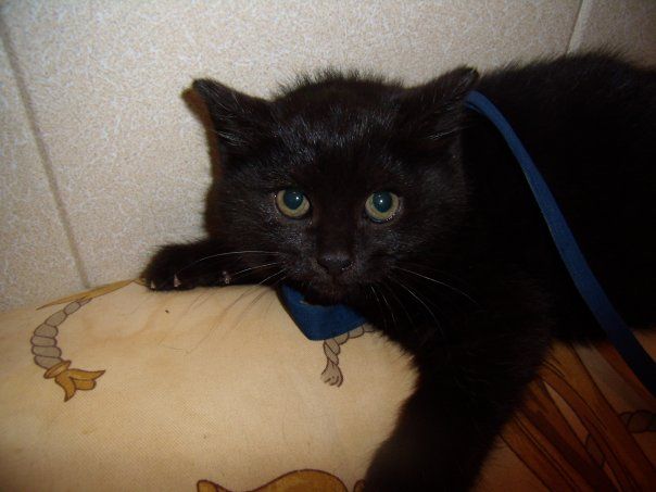 Отдам чёрную кошку, 6 месяцев Отдам чёрную кошку, 6 месяцев