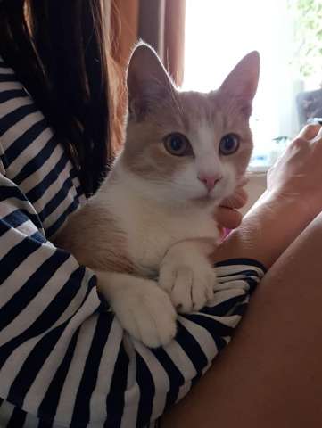 Котик Тася ищет дом Котик Тася ищет дом