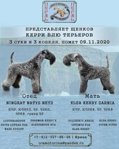 Щенки Щенки