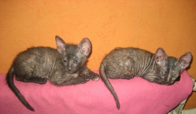 Котята Донской Сфинск в хорошие руки! Котята Донской Сфинск в хорошие руки!