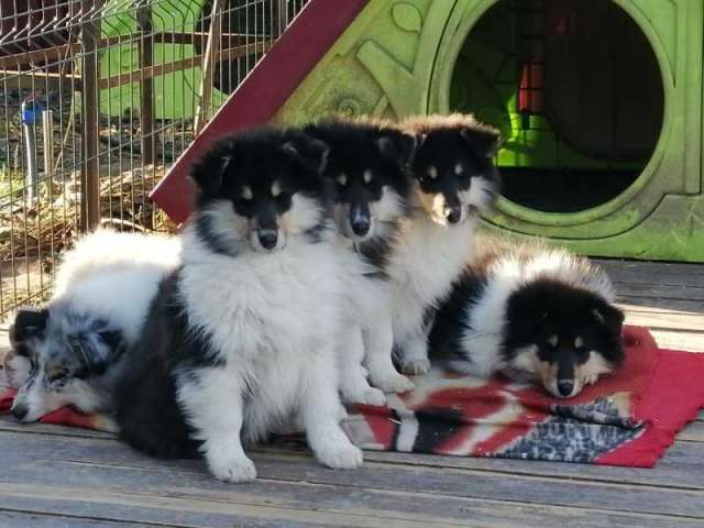 Щенки колли Щенки колли