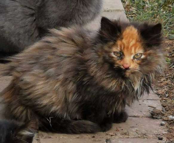 Котята с доставкой Котята с доставкой