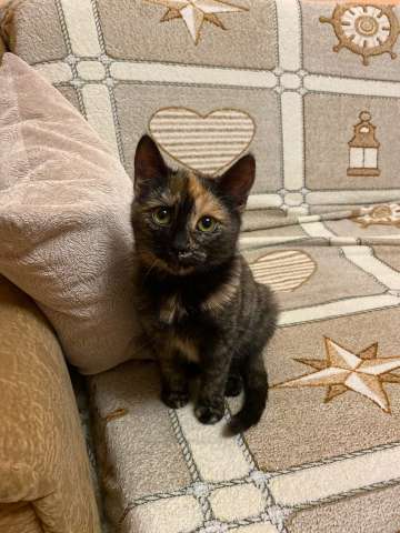 Пятнистый котенок в добрые руки Пятнистый котенок в добрые руки