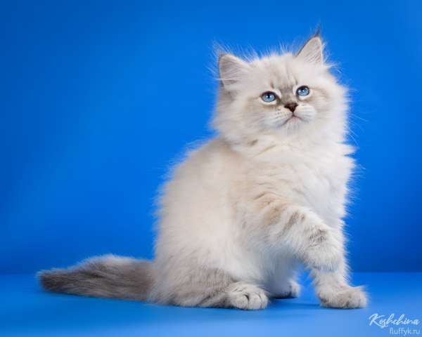 Невские Маскарадные котята из питомника Невские Маскарадные котята из питомника