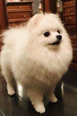 Шпицы Шпицы