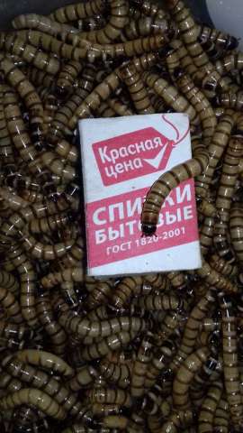 Зоофобас (зофобас) живой корм Зоофобас (зофобас) живой корм