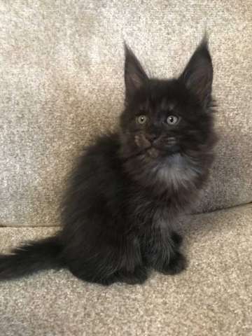 Котята Мейн кун Котята Мейн кун