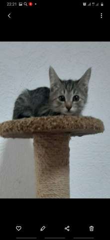 Котёнок Ляля Котёнок Ляля