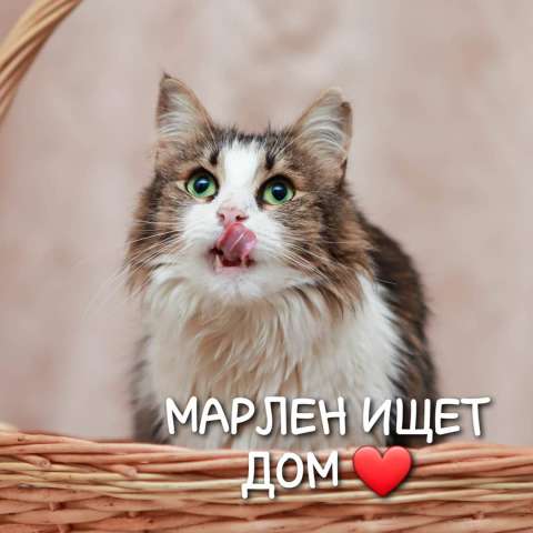 НЕВЕРОЯТНО КРАСИВАЯ МАРЛЕН ИЩЕТ ДОМ ❤ НЕВЕРОЯТНО КРАСИВАЯ МАРЛЕН ИЩЕТ ДОМ ❤