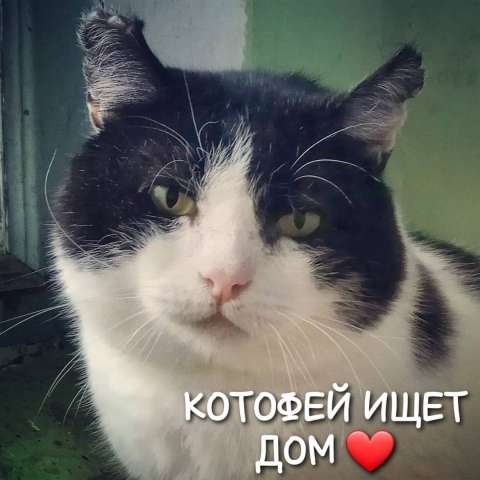 САМЫЙ ЛАСКОВЫЙ НА СВЕТЕ КОТИК КОТОФЕЙ ИЩЕТ СЕМЬЮ ❤