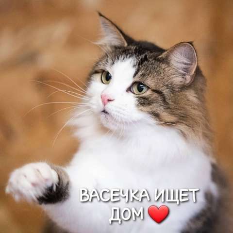 ОЧЕНЬ ЛАСКОВЫЙ КОТИК ВАСЯ ИЩЕТ ДОМ ❤