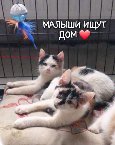 САМЫЕ УМУРЧАТЕЛЬНЫЕ МАЛЫШИ ИЩУТ ДОМ ❤ САМЫЕ УМУРЧАТЕЛЬНЫЕ МАЛЫШИ ИЩУТ ДОМ ❤