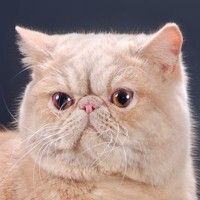 Кот для вязки. Кот для вязки.