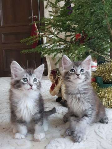 Котята мейн кун Котята мейн кун