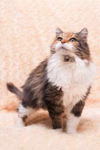 Разноцветная кошка Тыква ищет дом Разноцветная кошка Тыква ищет дом