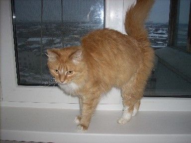 Сибирский котик Сибирский котик