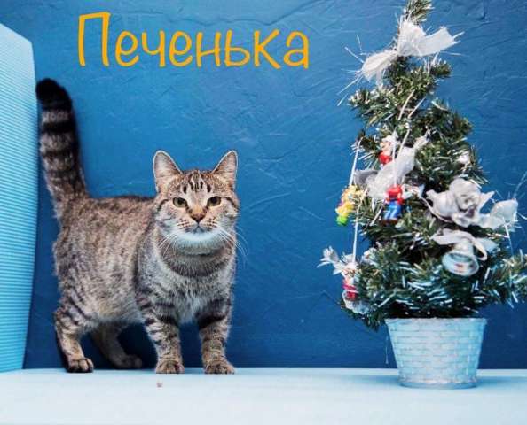 Сладкая девочка ищет дом. Сладкая девочка ищет дом.